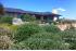 Kilcunda - planting