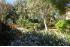 Mount Eliza - native garden