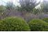 Mount Martha - cottage garden