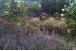 Mount Martha - cottage garden